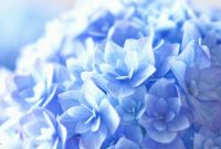 紫の紫陽花(1920x1080px)のデスクトップPC用の壁紙 | 高画質 | 壁紙キングダム Top Virtual Reality Headsets For Immersive Gaming