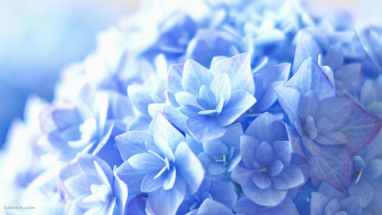 紫の紫陽花(1920x1080px)のデスクトップPC用の壁紙 | 高画質 | 壁紙キングダム Top Virtual Reality Headsets For Immersive Gaming