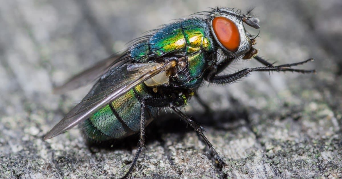 Housefly Insect Facts - Musca domestica - A-Z Animals How To Find Motivated Sellers In Real Estate